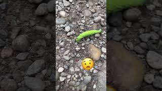 Caterpillar in the park 🐛 citylife anymals insects nature forest park citypark funnyanimals [upl. by Danczyk]