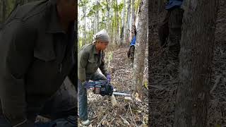 Tree Saw Recommendationschainsaws hardware tools viralvideo foryou [upl. by Huston]