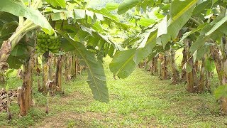 Bananeira em fila dupla [upl. by Silletram]