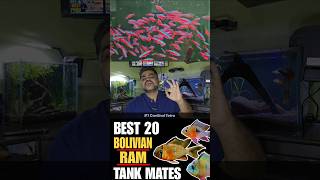 Top 20 Tank Mates For Bolivian Ram Cichlid [upl. by Fancy]