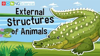 External Structures of Animals [upl. by Nawaj82]