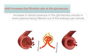 ATRIAL NATRIURETIC PEPTIDE ANP The Kidneys and high blood pressure explained [upl. by Emersen]