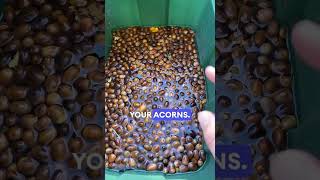 Only some acorns float [upl. by Ellenij]