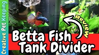 Betta Fish Commuity Tank Divider  REVIEW [upl. by Cirred]