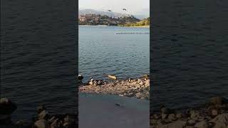 THE DUCKS AT BONELLI PARK🦆🦆 [upl. by Bethesda]