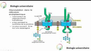 مرحلة مهمة جدآآ RER la glycosylation [upl. by Arnoldo]