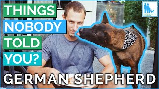 Things Nobody Told You About Owning a German Shepherd  Vet Dr Alex [upl. by Baillie]