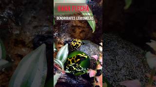 Historia y datos sobre Dendrobates leucomelas shorts dendrobates rana [upl. by Gaudette479]