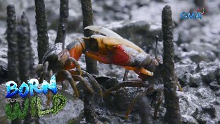 Born to be Wild The ‘jewels’ of the mangrove forest [upl. by Charin]