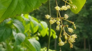 Menispermaceae Flora Flower Plant Nature Bouquet Video YoutubeVideo YTVideo [upl. by Nahtannoj]