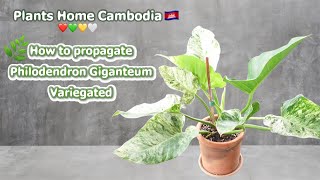 How to propagate a Philodendron Giganteum Variegated🪴🤍💚📸🇰🇭 [upl. by Raymund]