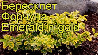 Бересклет форчуна Эмеральд энд Голд Краткий обзор описание euonymus fortunei Emeraldngold [upl. by Gardiner]