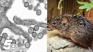 Arkansan infected by new and dangerous virus from rodent [upl. by Asenev]