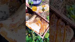 Extreme Honeycomb harvesting 🍯 Harvesting honey from beehive 🐝 EP86 trending shorts satisfying [upl. by Loomis]