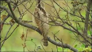 Eurasian wryneck call  Dahod Gujarat [upl. by Zile]