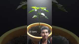 Peter pepper plant time lapse  Petter pepper 🌶️  farming timeslapse shorts [upl. by Peggy]