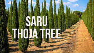 Saru Plantation II Thuja Tree II Kalera Fruit Farms [upl. by Bella740]