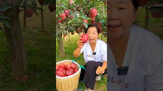 Delicious Red Apple 🍎🍎 Harvest from Farm  Very Sweet Apple fruit shorts satisfying ytshorts [upl. by Brena]