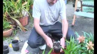 Bromeliads Online  How to plant pups [upl. by Kenney]