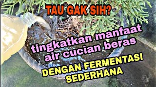 Cara melakukan Fermentasi air cucian beras [upl. by Eirac]