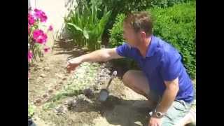 Planting a Hens amp Chicks border [upl. by Ssyla912]