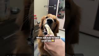 😂😂  Golden Retriever funny comedy goldenretriever funnydogs [upl. by Onurb]