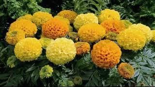 Тагетес2 или Бархатцы Чорнобривці Tagetes2 Garden flowers194 Декоративные растения [upl. by Anaahs]