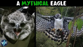 Why is Harpy Eagle Named After Legendary Harpies [upl. by Firman]