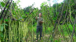 The cowpeas I planted have been harvested Preserving peanuts and cooking Taking care of pets [upl. by Lev]