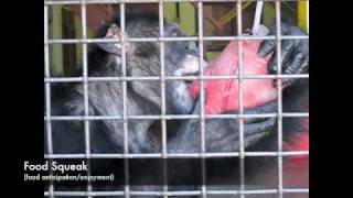 Chimpanzee Females Get Their Revenge scream [upl. by Brooks]