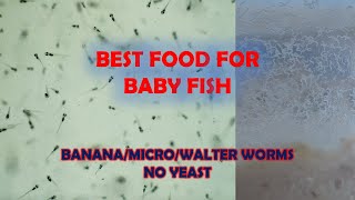 How to culture microwalterbanana worms without yeast BEST FOOD FOR BABY FISH FRY [upl. by Yerffoj713]