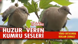 KUMRU SESİ  KUMRU KUŞU ÖTÜŞÜ  ŞEHİRDE KUMRU SESİ  HUZUR VEREN KUŞ SESLERİ [upl. by Jemine635]