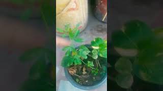 jasminum mesnyi Grow from Cutting plantcuttings houseplant garden [upl. by Femmine877]