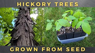 How To Grow Shagbark Hickory Trees From Seed [upl. by Cerell401]