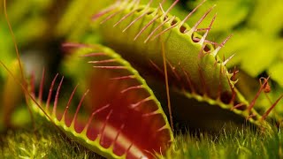 VENUS FLYTRAP EATING  JAWS OF DOOM [upl. by Kilbride451]