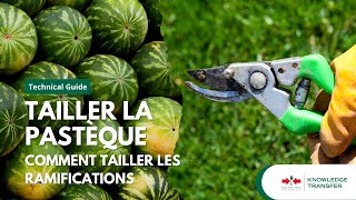 Tailler la pastèque  Comment tailler les ramifications [upl. by Yared]