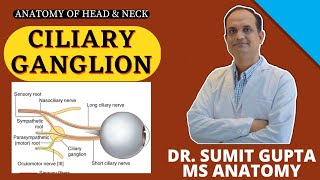 Ciliary Ganglion  Anatomy  Connections  Ciliary nerves [upl. by Akimahs]