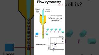 Flow Cytometry Principle Part 2 animation [upl. by Lyrak]