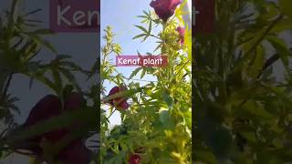 Kenaf plant cranberry Hibiscus 🌺sumashiworld ytshorts plants explore trending [upl. by Arag]