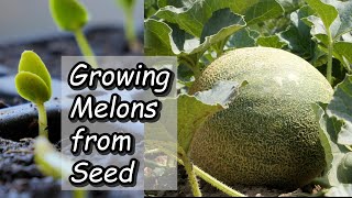 Growing Melons from Seed to Harvest [upl. by Adlecirg791]