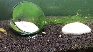 Breeding Amano Shrimp Return to Freshwater [upl. by Hesper]