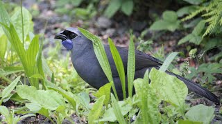 North Island Kokako eating foliage on Tiritiri Matangi Island [upl. by Topping]