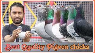 Best Quality Racing Homer Pigeon Chicks  X Fighter Birds  Dimple Kumar Delhi Pigeon Lover [upl. by Fayette]