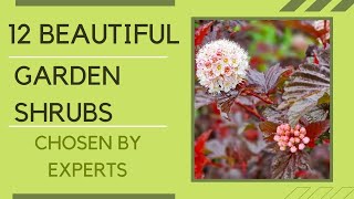 12 brilliant shrubs for your garden chosen by experts [upl. by Ettigdirb]