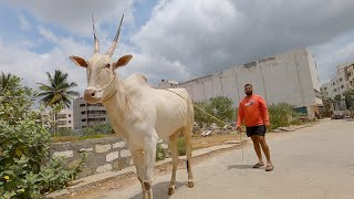 4 Teeth hallikar bull of Varthur Santhosh [upl. by Akiria232]