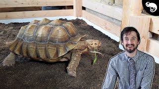 Big Daddy The Sulcata Tortoise Gets A HUGE Enclosure Upgrade [upl. by Jemine437]