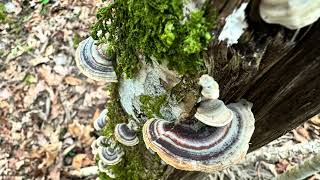 Trametes versicolor February 24 2024 [upl. by Amej]