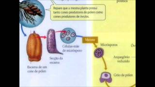 Formação do Grão de Pólen  Profº Dorival Filho [upl. by Thorpe]