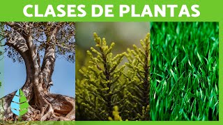 CLASIFICACIÓN de las PLANTAS 🌱🌺 Según Tamaño Reproducción y Duración [upl. by Todhunter254]