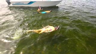 Sea Hag  Summertime Scalloping in Steinhatchee FL [upl. by Idnyl]